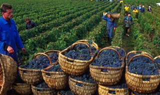 Проблемы современного украинского виноградарства
